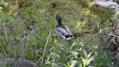 一对野鸭，一只鸭在英国花园池塘上。
